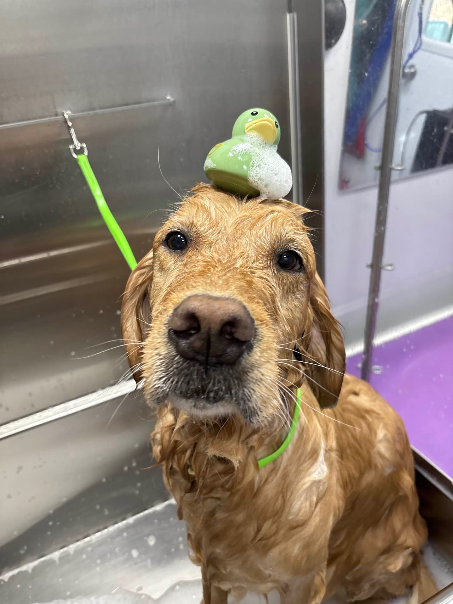 Dog with rubber duck